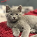 Tinsel - female