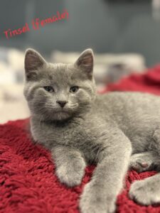 Tinsel - female