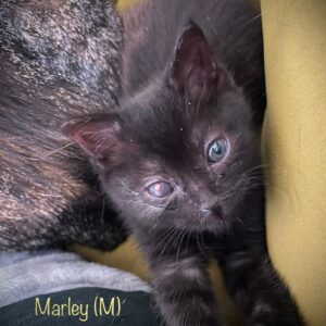 Marley - Male DOB 4/2/25