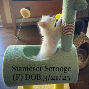 Siameser Scrooge - Female DOB 3/21/25