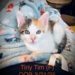 Tiny Tim - Female DOB 3/21/25