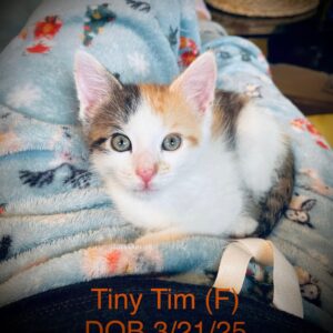 Tiny Tim - Female DOB 3/21/25