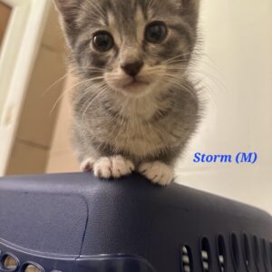 Storm