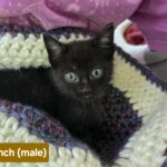 Ranch - Male DOB 4/23/25