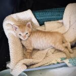 Cheese - Male DOB 5/8/25