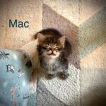 Mac - Male DOB 5/8/25