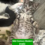 MidCentury Modern - Male