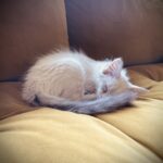 Siameser Scrooge - Female DOB 3/21/25