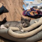 Storm - Male DOB 3/3/25