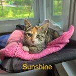 Sunshine - Female DOB 3/3/25