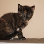 Sydney - Female DOB 8/18/25