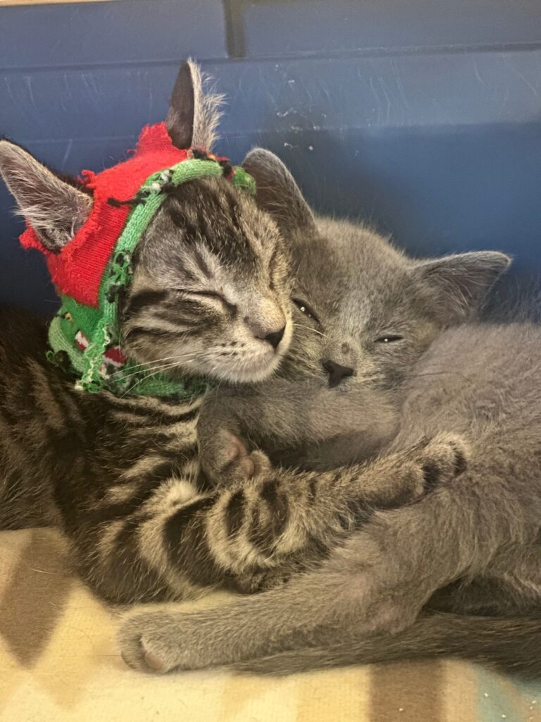Christmas Cats