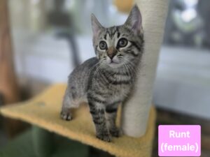 Runt