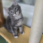 Bubba