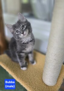 Bubba