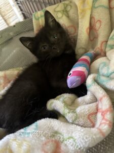 Echo (male)